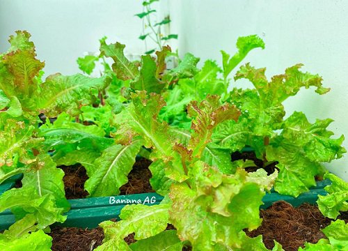 Choáng ngợp với mớ rau cải, hoa quả tự trồng của một gia đình thành thị vào mùa giãn cách, nhìn mà ai cũng phải "phát thèm"