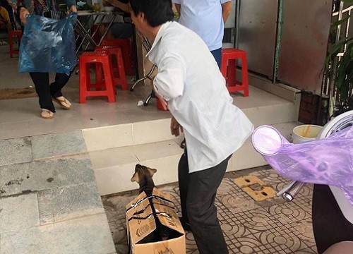Chú cún con bị tách mẹ, nhốt vào chiếc hộp giấy khiến nhiều người tò mò và lý do phía sau gây bất ngờ