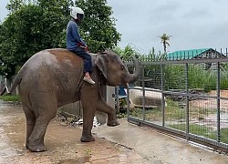 Chú voi tự biết mở đóng cửa cổng mỗi khi về nhà