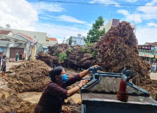 Di dời 'cụ đa' 200 tuổi nặng trên 120 tấn