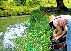 Ghi nhận 3 ca bệnh dương tính với virus Dengue
