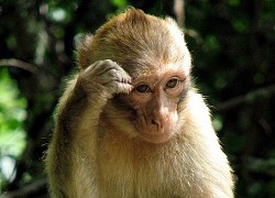 Hình ảnh đàn khỉ xếp hàng "giãn cách" để nhận đồ ăn "cứu trợ" từ du khách khiến người xem lụi tim vì quá đáng yêu