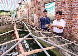 Huyện Sóc Sơn: Liên kết tiêu thụ ếch thương phẩm