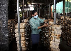 Khẳng định thương hiệu từ nông sản sạch