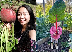 Người phụ nữ Việt ở Australia trồng cây khổng lồ trong vườn 1.000 m2