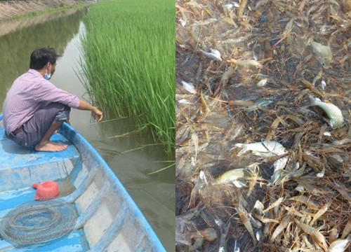 Nuôi cá linh, tôm càng xanh trên ruộng lúa mùa lũ