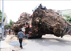 Quảng Ngãi: Di dời cây đa cổ thụ 200 năm tuổi bị bật gốc về trồng tại núi Thiên Bút