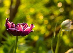 Tử vi tuần mới 27/9 &#8211; 3/10: Tuổi Tý biến động bất ngờ, tuổi Sửu hung cát đan xen