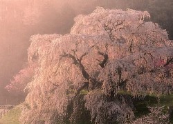 Cây hoa anh đào 'nhỏ lệ' đặc biệt khiến nhiều người tò mò đến công viên