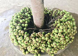 "Cây thần" cả xóm ăn không hết, tưởng là cây sung nhưng khi biết sự thật ai cũng ngã ngửa