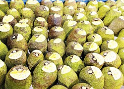 Giá mít Thái hôm nay 3/1: Mít xô 3.000 đồng/kg, nên cho mít Thái ra trái đồng loạt hay cho trái chuyền?