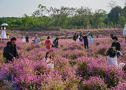 Giới trẻ đổ về vườn hoa ở Hà Nội chụp ảnh đầu năm