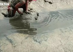 Giữa đầm lầy, một người đàn ông "đơn thương độc mã" chiến đấu với con "quái vật", không ngờ là thứ đặc sản ai cũng mê