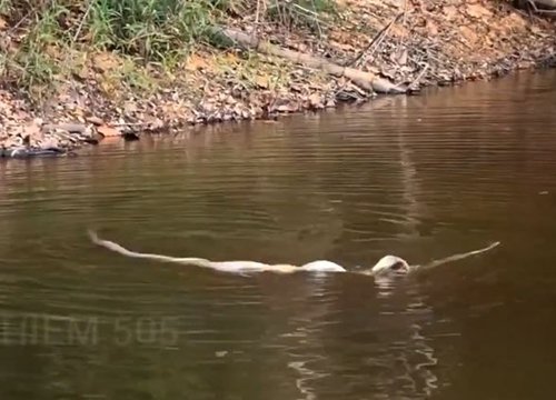 Hổ mang chúa vuột mất rắn chuột, con mồi lao xuống nước và đòn kết liễu hiếm thấy