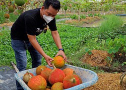 Long An: Trồng thứ cây dây leo "khắp bốn phương", giáp tết hái trái chín đỏ như son, thương lái "khuân đi" hết