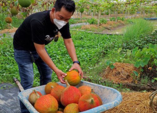Long An: Trồng thứ cây dây leo "khắp bốn phương", giáp tết hái trái chín đỏ như son, thương lái "khuân đi" hết
