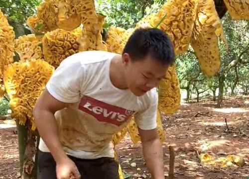 Mải chặt mít để quay clip, có con rắn xanh bò lổm ngổm ngay trên đầu mà người đàn ông không hay biết