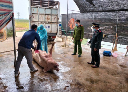 Hơn một tấn lợn dịch tả lợn Châu Phi suýt lên bàn nhậu