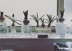 Ngôi nhà nhỏ xinh của cô gái trẻ từ bỏ công việc thành phố về nông thôn sống