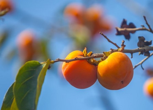 Sân nhà trồng 5 loại cây này, con cháu cả năm hưởng phú quý
