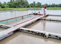 Sóc Trăng: "Liều" bỏ tiền tỷ "đào sông trong ruộng" nuôi cá đặc sản, bất ngờ bắt 60 tấn, ai đến xem cũng trầm trồ