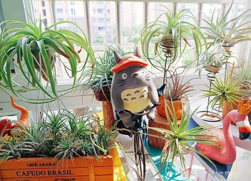 Thích mê khu vườn ban công chỉ 6m nhưng mùa nào cũng muôn hoa khoe sắc