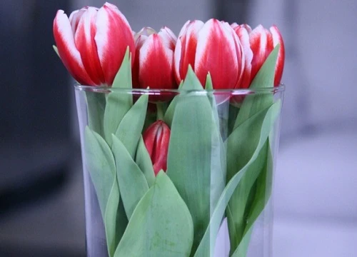 Sở hữu một bình hoa tulip cực đẹp vào dịp Tết bằng cách trồng từ nước rất nhanh và dễ