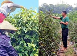 Trồng thứ cây leo lung tung, ra thứ củ như dây thừng buộc trâu, có 1ha mà ông nông dân Vĩnh Phúc thu 3,6 tỷ