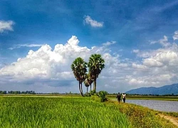 Về An Giang mê mẫn với tình yêu thốt nốt