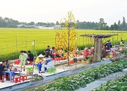 Cần Thơ: Giữa ruộng lúa lại mọc lên quán ăn, thu hút cả trăm người đến ăn, chụp ảnh mỗi ngày