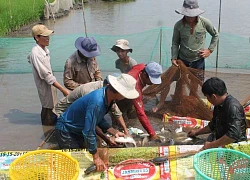 Giá cá lát thát, cá sặc rằn, cá bống kèo...ở ĐBSCL tăng, nông dân hối hả bắt bán