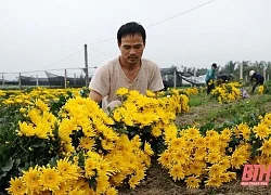 Làng hoa Đông Cương những ngày cuối năm