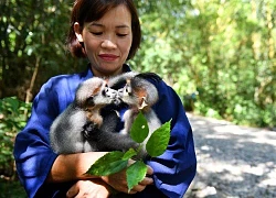 Mùa xuân đầu tiên của chú voọc xám mồ côi giữa rừng già Cúc Phương