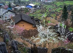 Sắc xuân trên miền đá Hà Giang