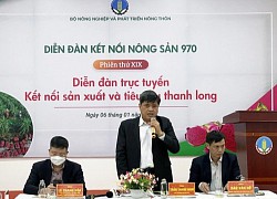 3 tỉnh hợp lực xuất khẩu thanh long sang Trung Quốc bằng đường biển