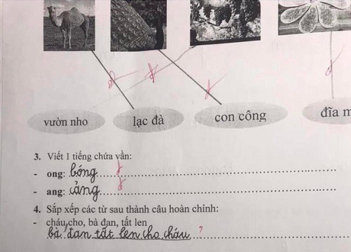 Bài tập lớp 1 yêu cầu sắp xếp câu Tiếng Việt, cậu nhóc viết 1 đáp án nhưng bị gạch sai, xem lời giải của giáo viên mà lú luôn