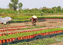 Chủ vườn tự tay chăm hoa, người làm thuê mất khoản thu cận Tết