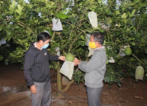 Đắk Lắk: Vườn "trồng lung tung", trồng cả hoa lan đột biến, ai chưa hiểu cho là khùng, nào ngờ "chốt năm" thu 1 tỷ