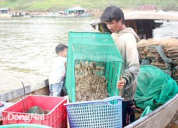 Đồng Nai: Khi nước hồ Trị An xuống thấp, sau 1 đêm đánh bắt, dân đổ ra toàn tôm tươi nhảy tanh tách