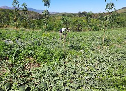 Kon Tum: Trồng dưa hấu trúng mùa nhưng bán rẻ hơn rau muống, gọi thương lái ời ời vẫn &#8220;bặt tăm&#8221;