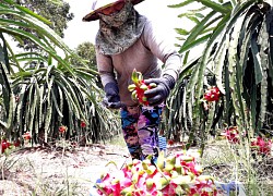 Long An: Thanh long rục rịch đi bằng "công biển" sang Trung Quốc