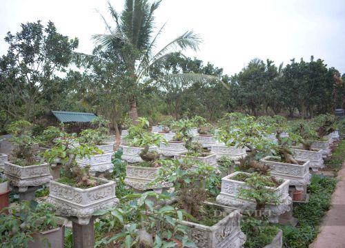 "Luyện" cây da trắng, quả đỏ thành cây cảnh bonsai độc lạ, trai 9X xứ nhãn kiếm đều chục triệu/tháng