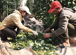 Mỹ, Trung Quốc tăng tốc mua nhiều, giá tiêu xuất khẩu Việt Nam tăng mạnh