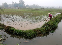 Nguồn nước bớt "căng", Cục Trồng trọt dự kiến hoàn thành gieo cấy vụ lúa quan trọng nhất năm trong tháng 2