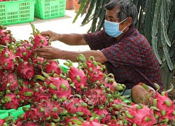 Nhà vườn trồng thanh long 'lao đao' vì thương lái không mua