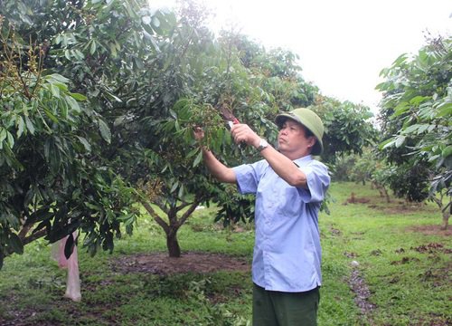 Nông dân Bắc Giang, Hòa Bình bán vải, thanh long sang Nhật Bản, Úc ngon ơ vì được cấp một thứ, đó là gì?