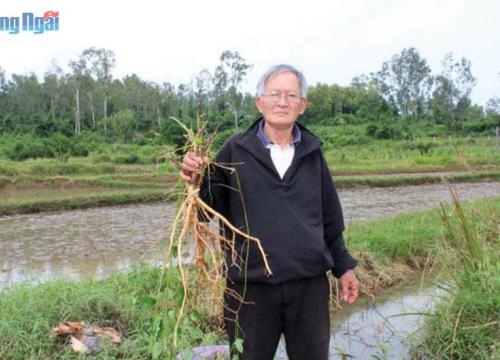 Quảng Ngãi: Loài sâm tên lạ trông hình thù thế nào mà đi kiếm mãi mới tìm được 1 cây ra củ to?