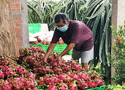 Tham tán Thương mại bày cách đưa lượng lớn thanh long Việt đến đám cưới ở... thị trường 1,4 tỷ dân