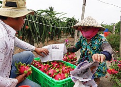 Thương lái Trung Quốc biến mất, thanh long ế đầy đồng không ai mua