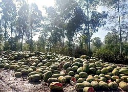 Trái cây ùn ứ, thối rữa ở biên giới Myanmar do Trung Quốc siết chống dịch